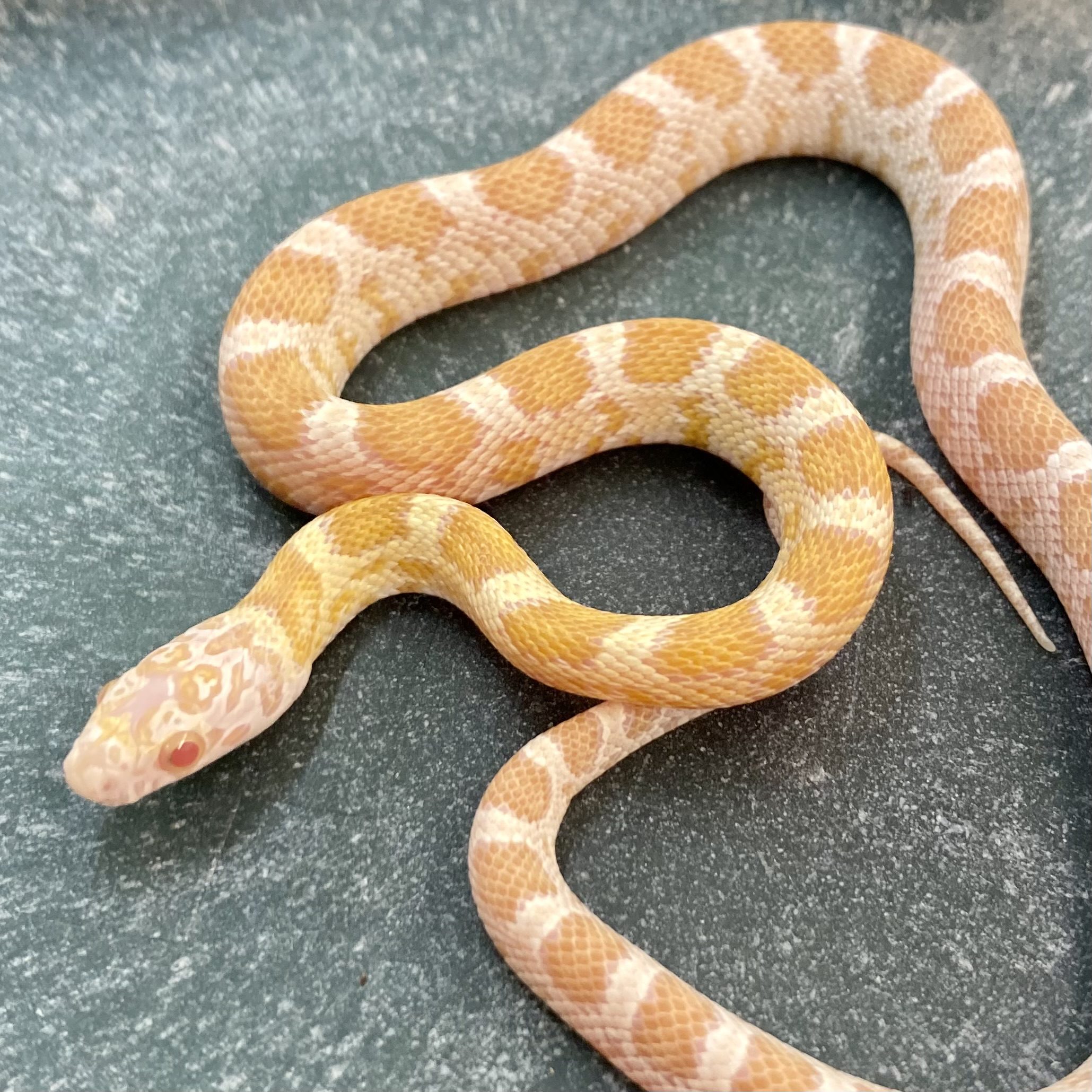 CB24 Saffon Corn Snake