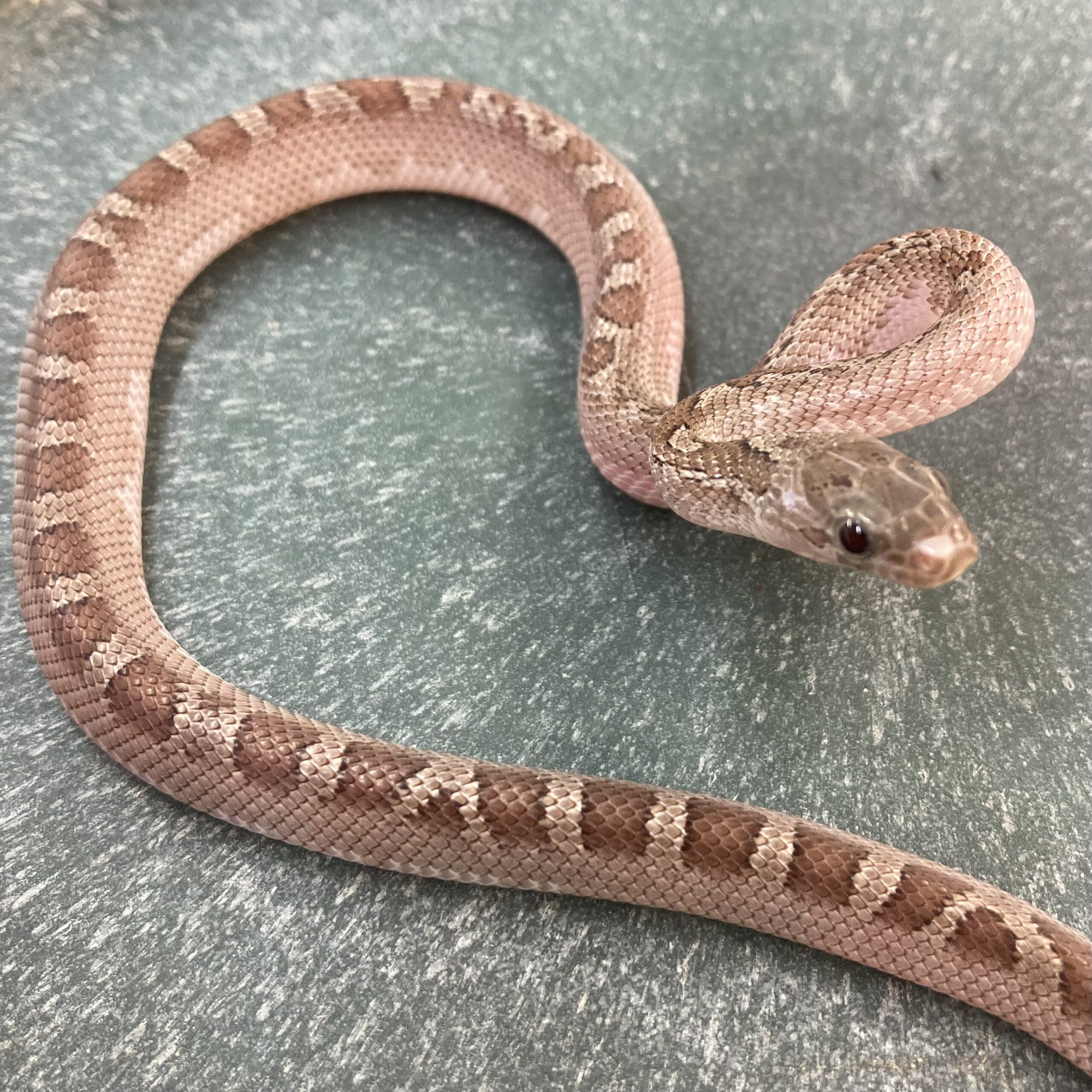 CB24 Hypo Granite Pied Sided Corn Snake