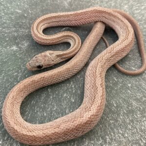 CB24 Hypo Cinder Terrazzo Corn Snake