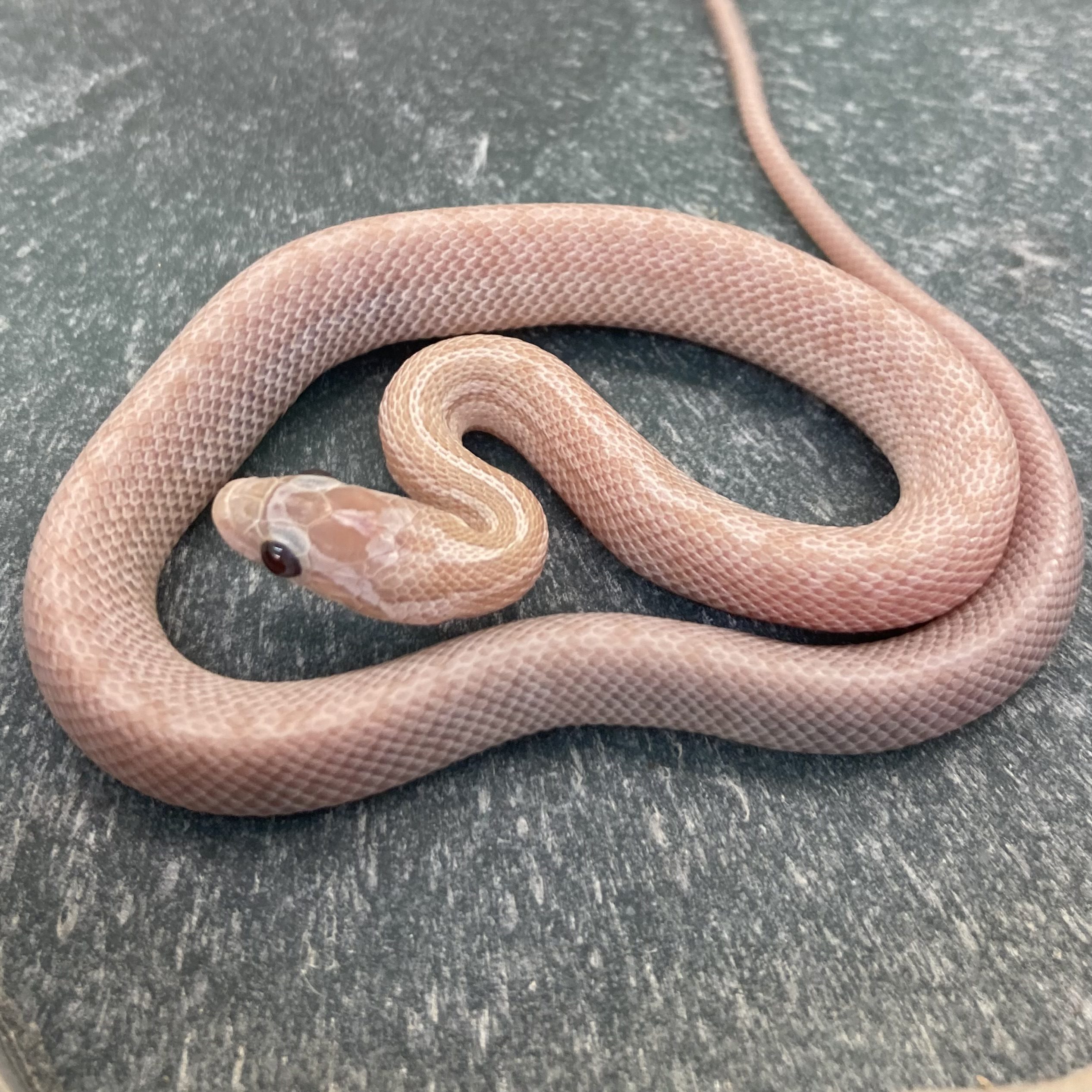 CB24 Hypo Plasma Terrazzo Corn Snake