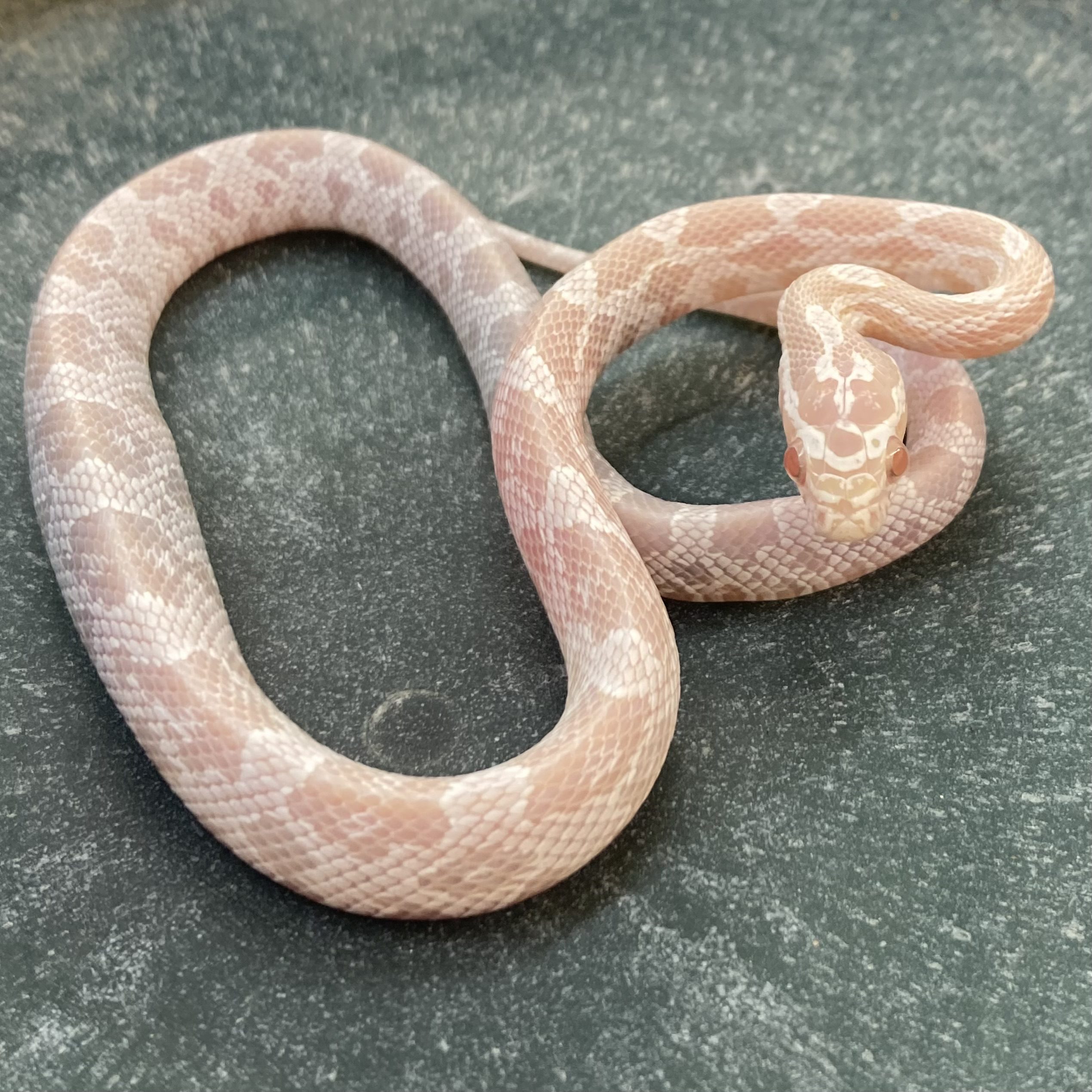 CB24 Quartz Hypo Corn Snake