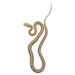 CB24 Sulfur Tessera Corn Snake