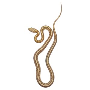 CB24 Sulfur Tessera Corn Snake