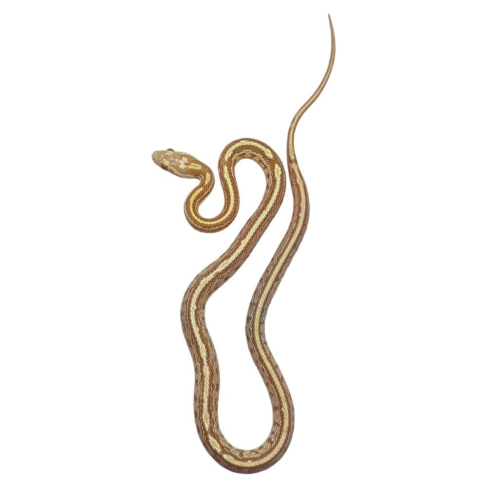 CB24 Sulfur Tessera Corn Snake