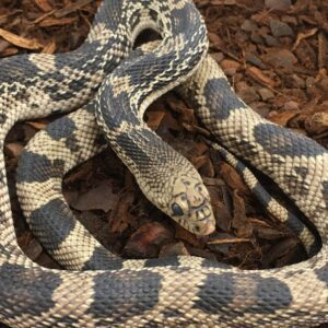 CB23 Northern Pine Snake