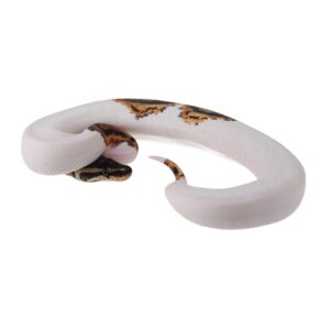 CB25 FIRE PIED Royal Python