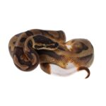 CB24 ENCHI LEOPARD PIED Royal Python