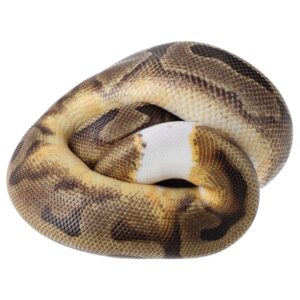 CB24 ENCHI LEOPARD PIED Royal Python