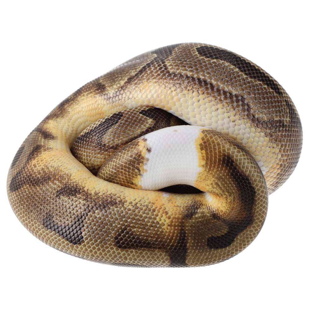 CB24 ENCHI LEOPARD PIED Royal Python