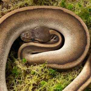 CB21 MALE MOJAVE G-STRIPE Royal Python