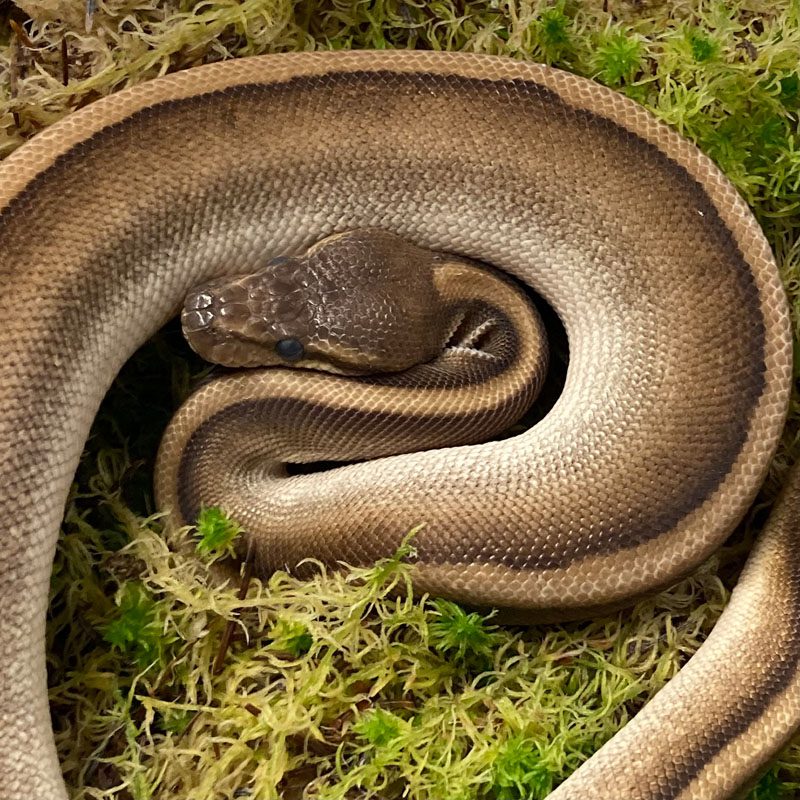 CB21 MALE MOJAVE G-STRIPE Royal Python CB21 MALE MOJAVE G-STRIPE Royal Python