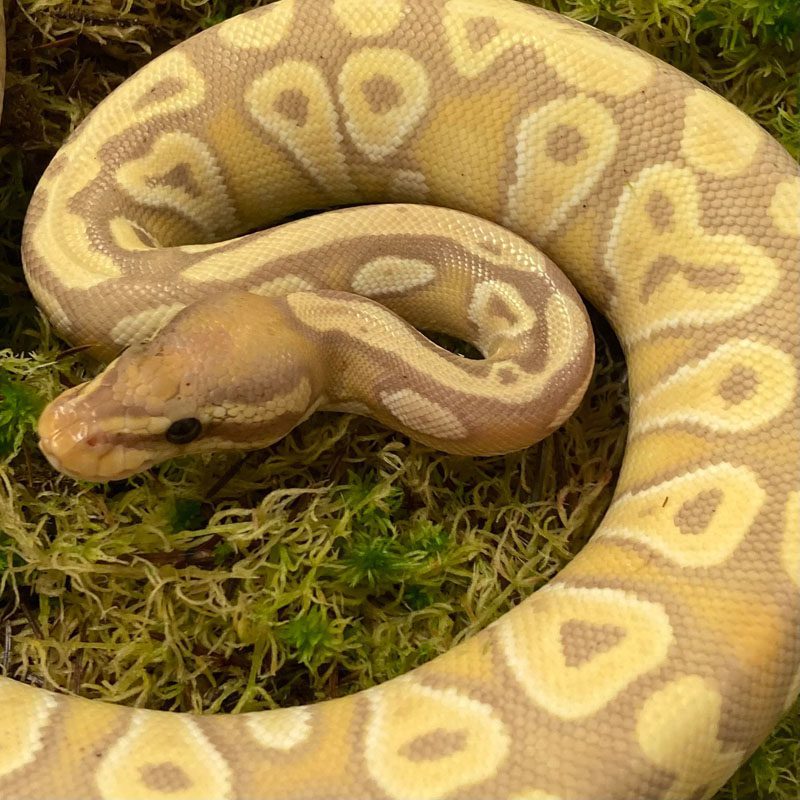 CB21 MALE BANANA ENCHI MOJAVE Royal Python