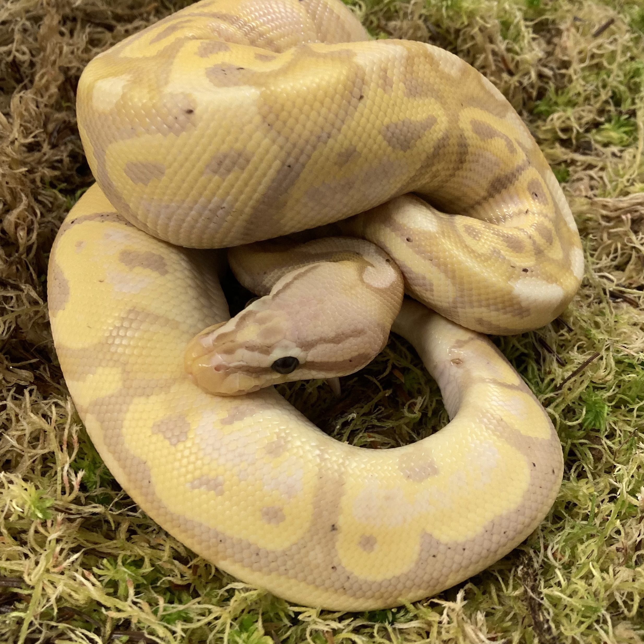 CB24 BANANA PIED Royal Python
