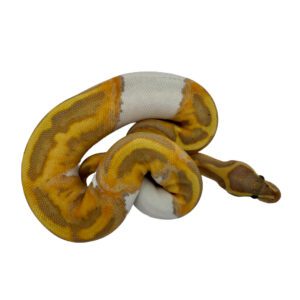 CB24 BANANA PIED Royal Python