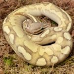 CB Grown On LESSER CALICO Royal Python