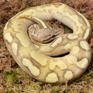 CB Grown On LESSER CALICO Royal Python