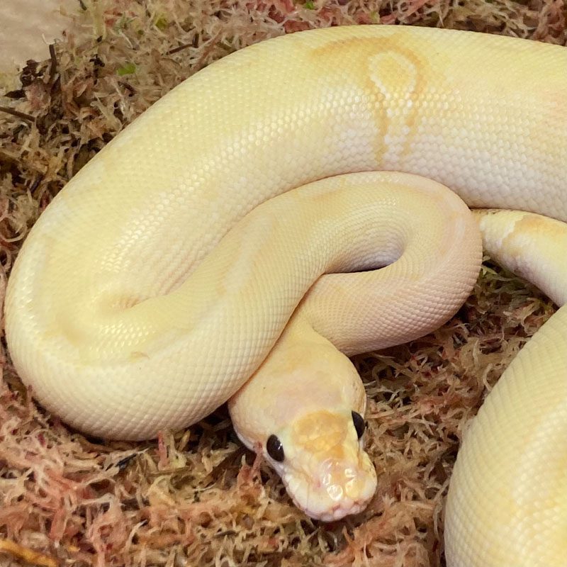 CB21 MALE BANANA ENCHI MOJAVE CHAMP. Royal Python