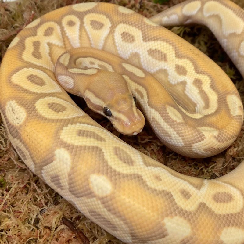 CB21 MALE BANANA PASTEL ENCHI MOJAVE Royal Python