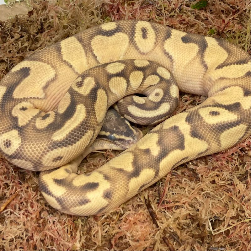 CB  MALE PASTEL ENCHI YB Royal Python CB  MALE PASTEL ENCHI YB Royal Python