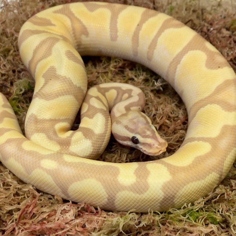 CB21 MALE PASTEL ENCHI BANANA Royal Python
