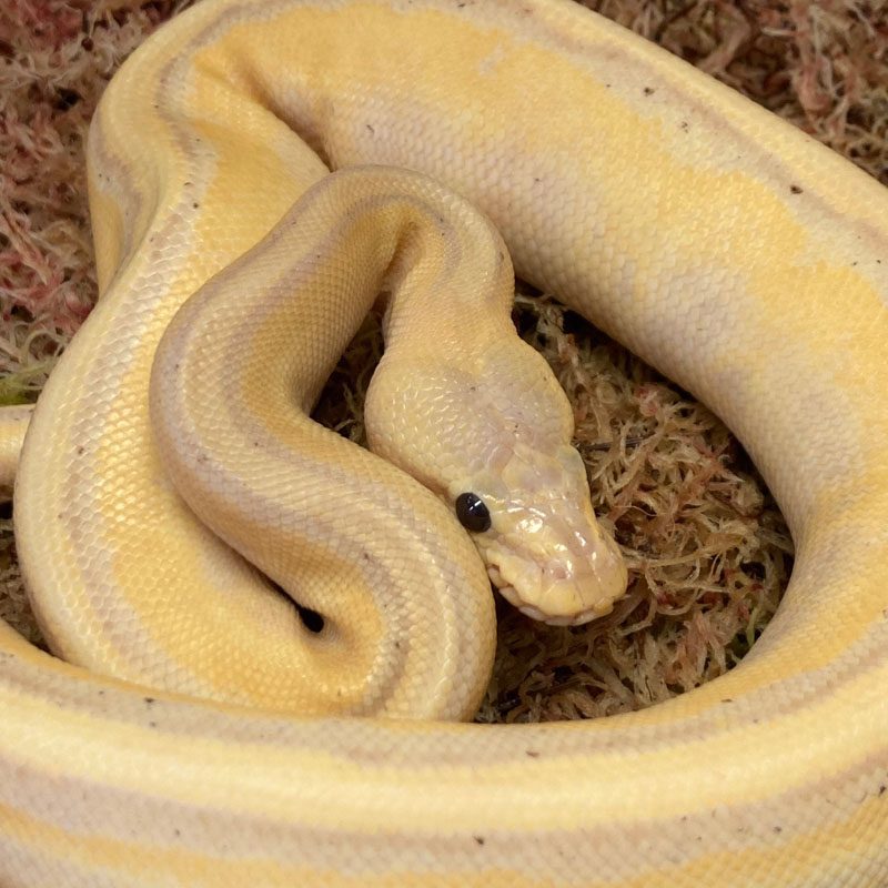 CB21 MALE PASTEL BANANA G-STRIPE Royal Python