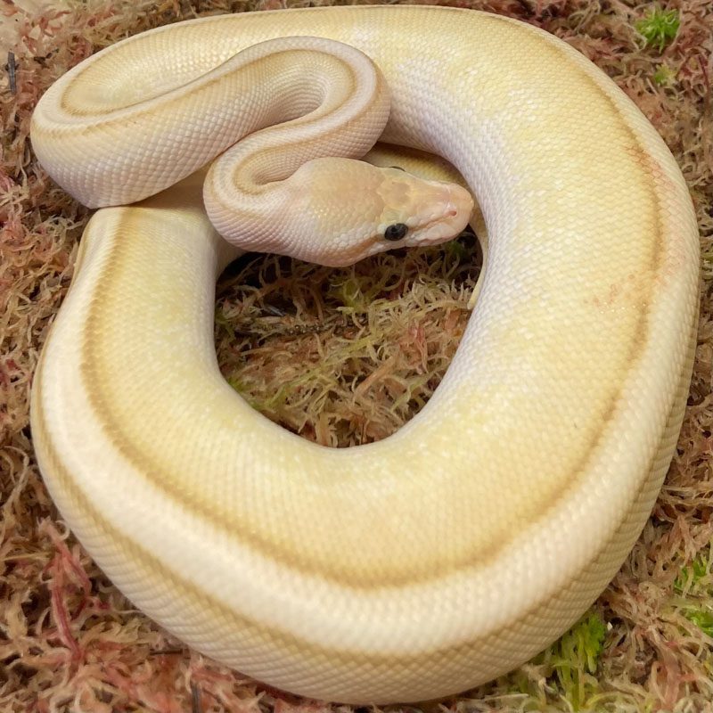 CB21 MALE PASTEL BUTTER BANANA STRIPE Royal Python