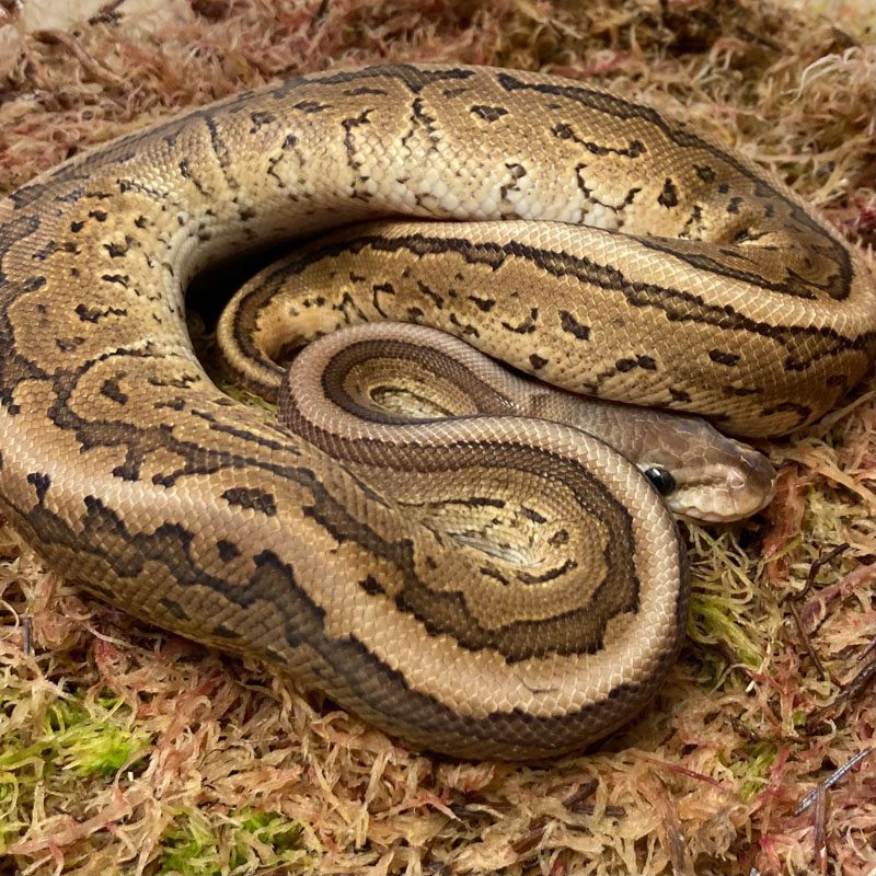 CB21 MALE VANILLA CINNAMON PIN Royal Python