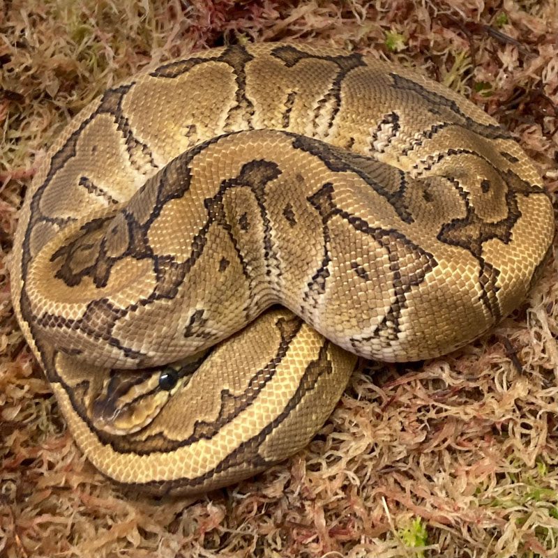 CB21 MALE ENCHI PHANTOM PIN Royal Python