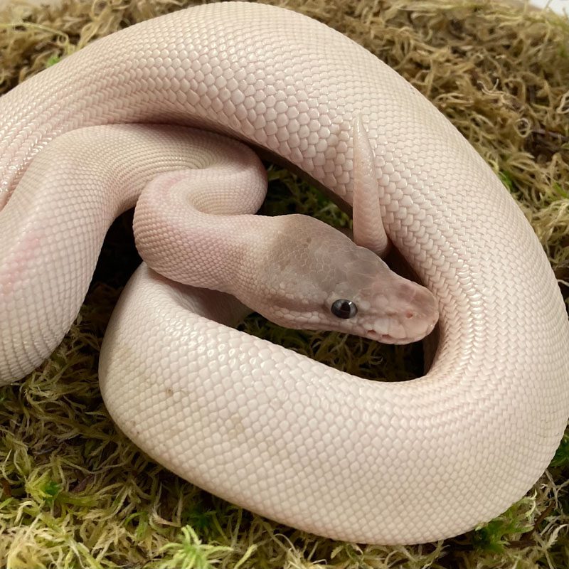 CB21 MALE GHOST SUPER MOJAVE Royal Python