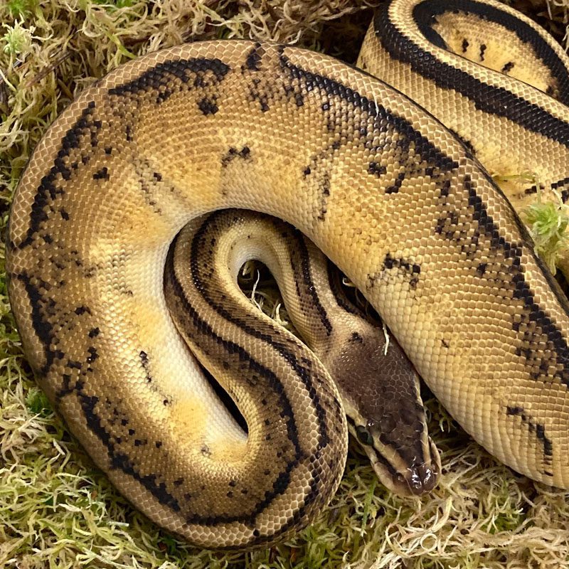 CB21 FEMALE PASTEL G-STRIPE Royal Python