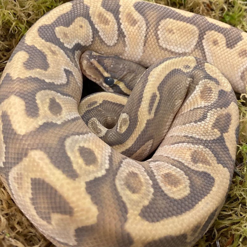 CB21 MALE GHOST PASTEL ENCHI Royal Python