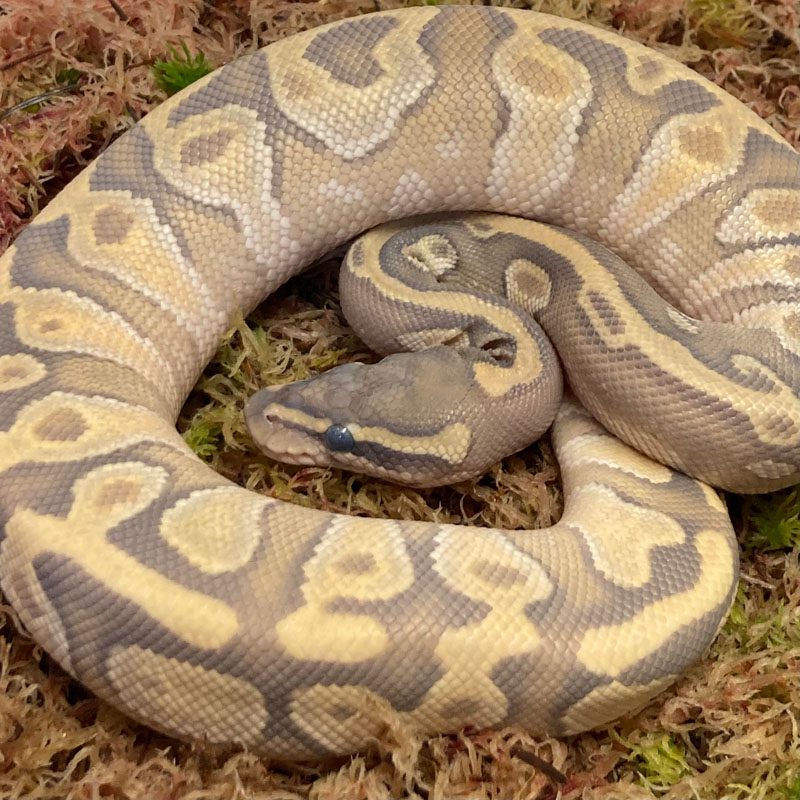 CB21 MALE GHOST PASTEL ENCHI MOJAVE Royal Python