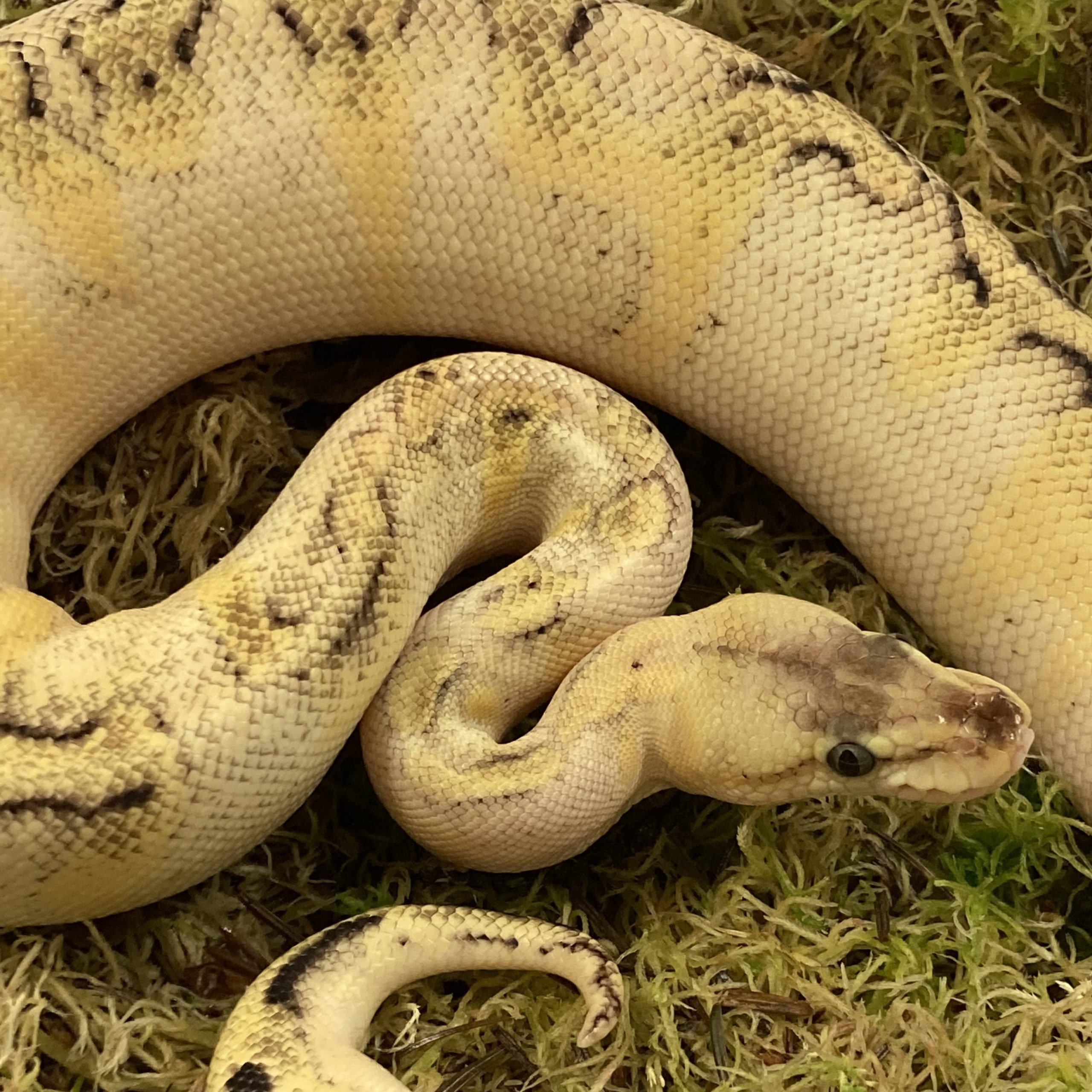 CB21 MALE PASTEL ENCHI CHAMP MOJAVE Royal Python