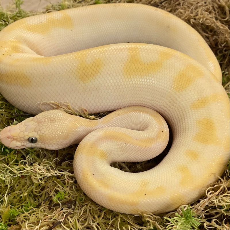 CB21 FEMALE CHAMP SUPER PASTEL ENCHI LESS Royal