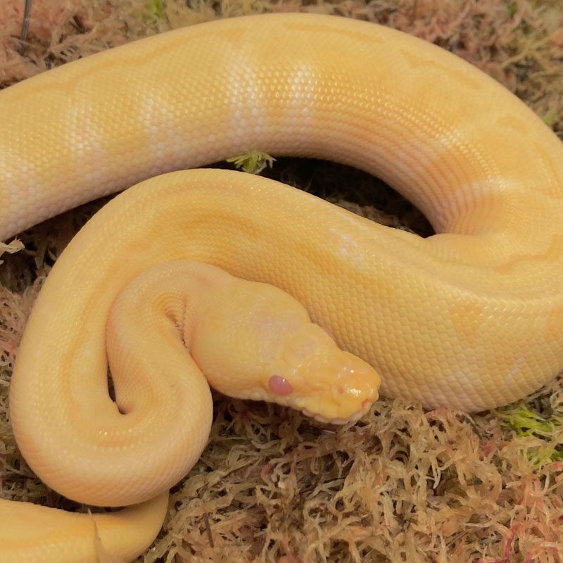 CB21 MALE ALBINO ENCHI PIN Royal Python
