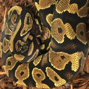 CB23 FEMALE YELLOW BELLY Royal Python