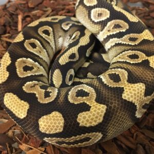 CB23 MALE MOJAVE Royal Python