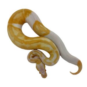CB24  ALBINO PIED Royal Python