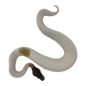 CB24  ALBINO PIED Royal Python