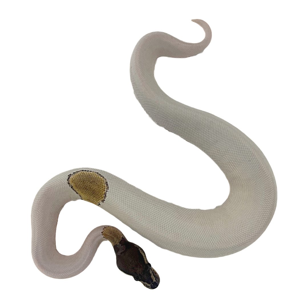 CB24  ALBINO PIED Royal Python
