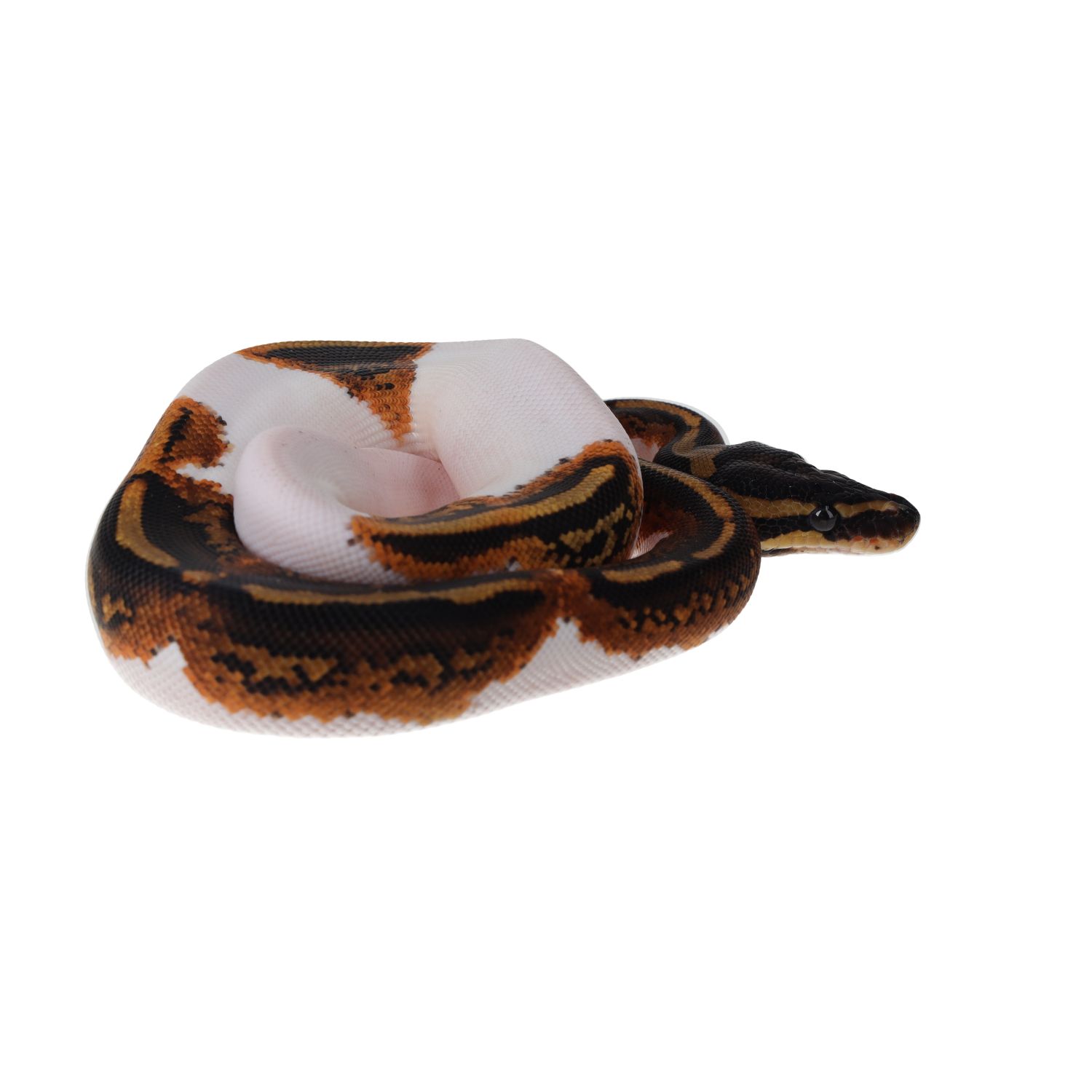CB25 YELLOWBELLY PIED Royal Python