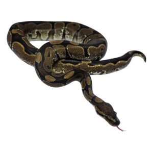 CB Grown-On/ Sub-Adult Royal Python
