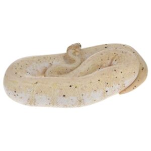 CB24 LESSER PASTEL ORANGE DREAM Royal Python