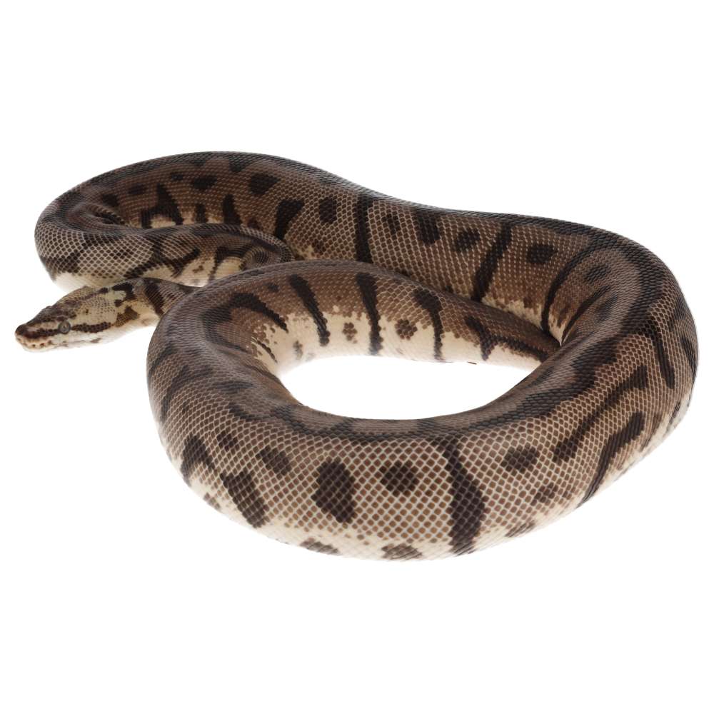 CB23 PASTEL LEOPARD WOMA Royal Python