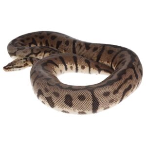 CB23 PASTEL LEOPARD WOMA Royal Python