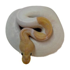 CB2024 BANANA LEOPARD PIN PIED