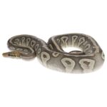 CB23 PASTEL MOJAVE ORANGE GHOST Royal Python
