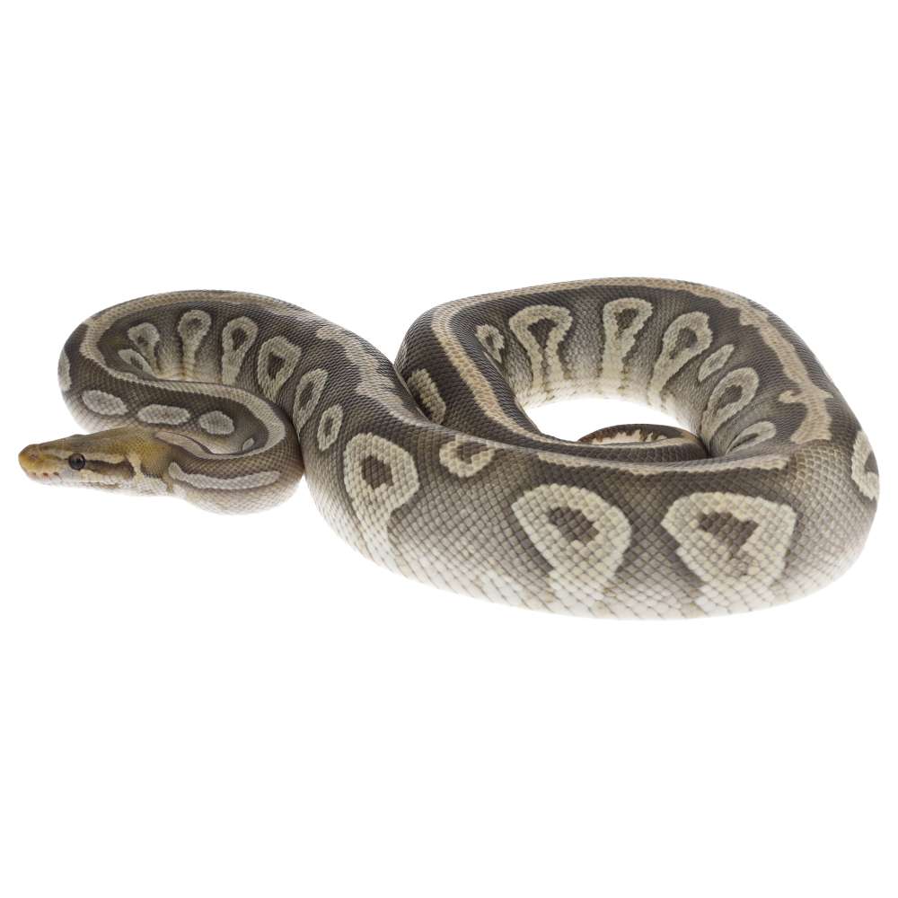 CB23 PASTEL MOJAVE ORANGE GHOST Royal Python