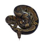 CB Sub Adult CALICO Royal Python