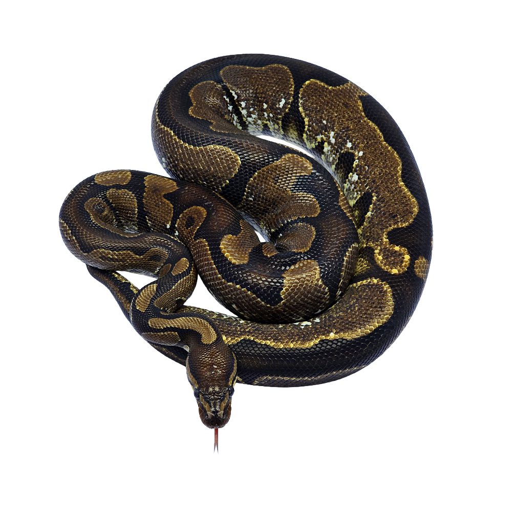 CB Sub Adult CALICO Royal Python